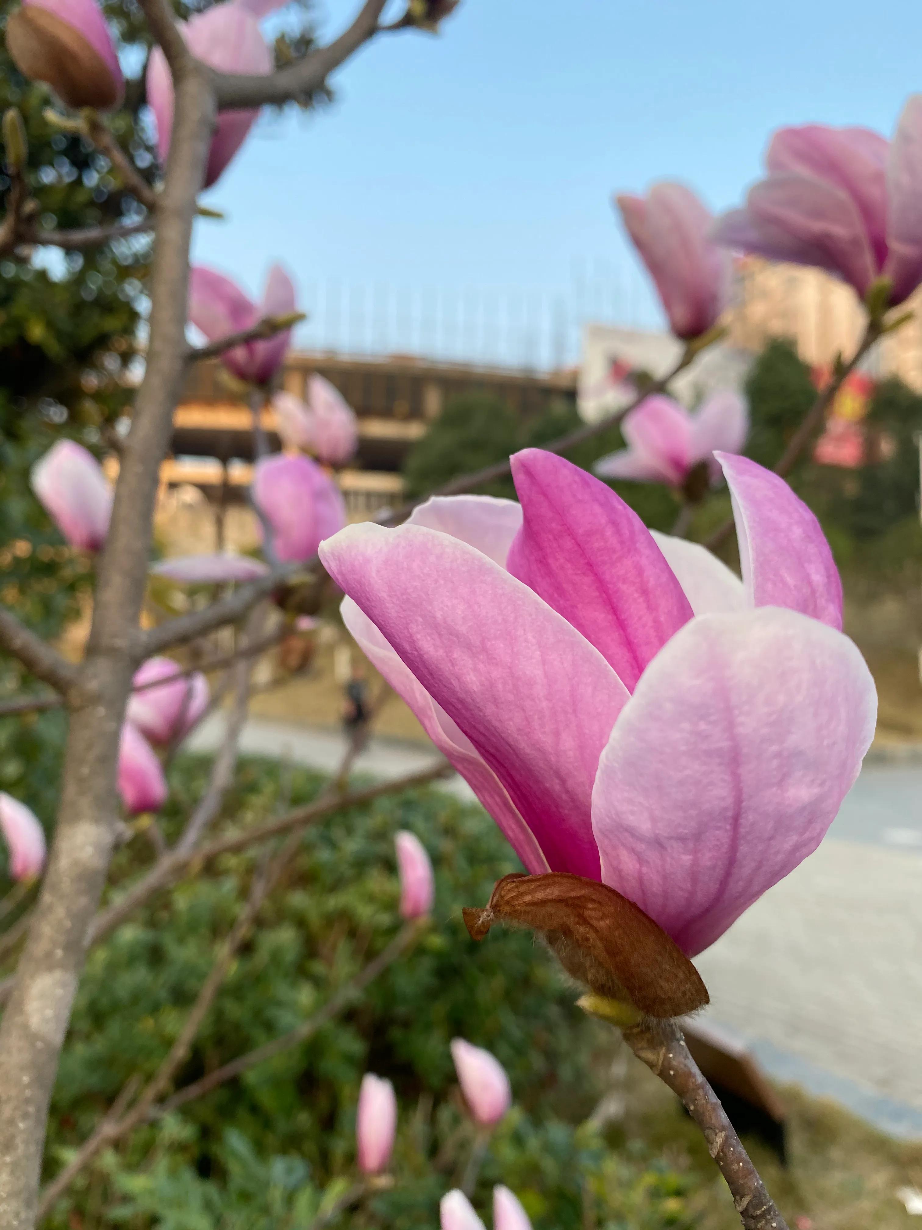 我来自哪里用英文介绍,我来自哪里英文句型