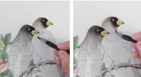 蜡嘴雀工笔画,蜡嘴鸟画画教程