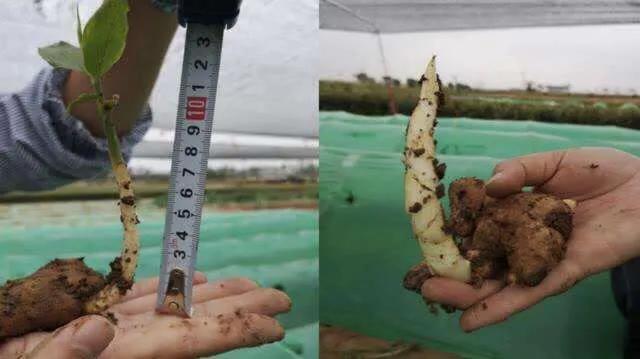 为什么生姜会长白毛,为什么生姜都长毛