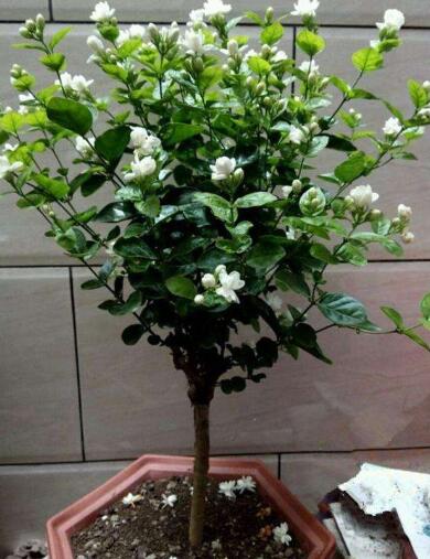 6月养茉莉花，十天浇一次“臭水”，花苞满枝，花香浓郁飘满屋