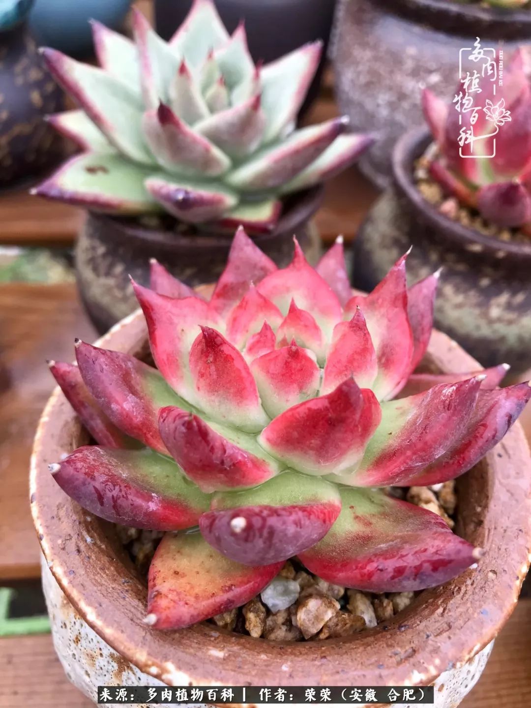 入秋后多肉是露养好还是室内养好,入夏后露养的多肉要搬进室内吗