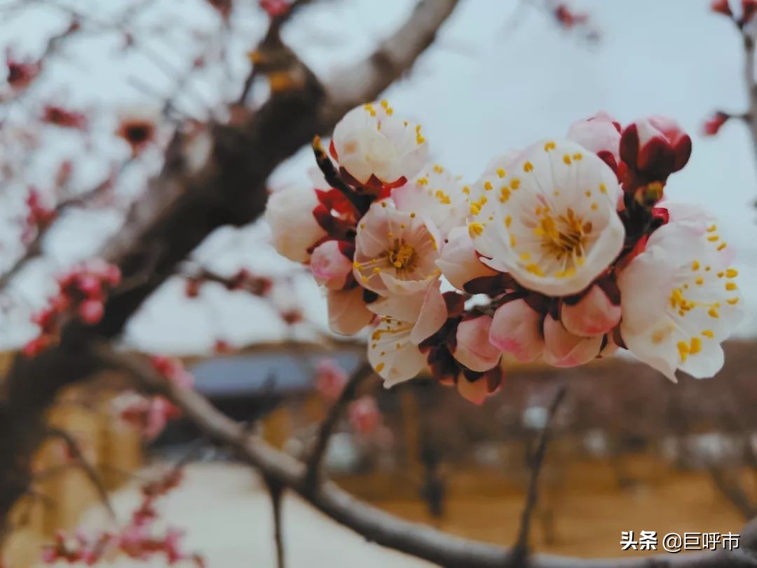 呼和浩特的人文风光图片,呼和浩特古代风景