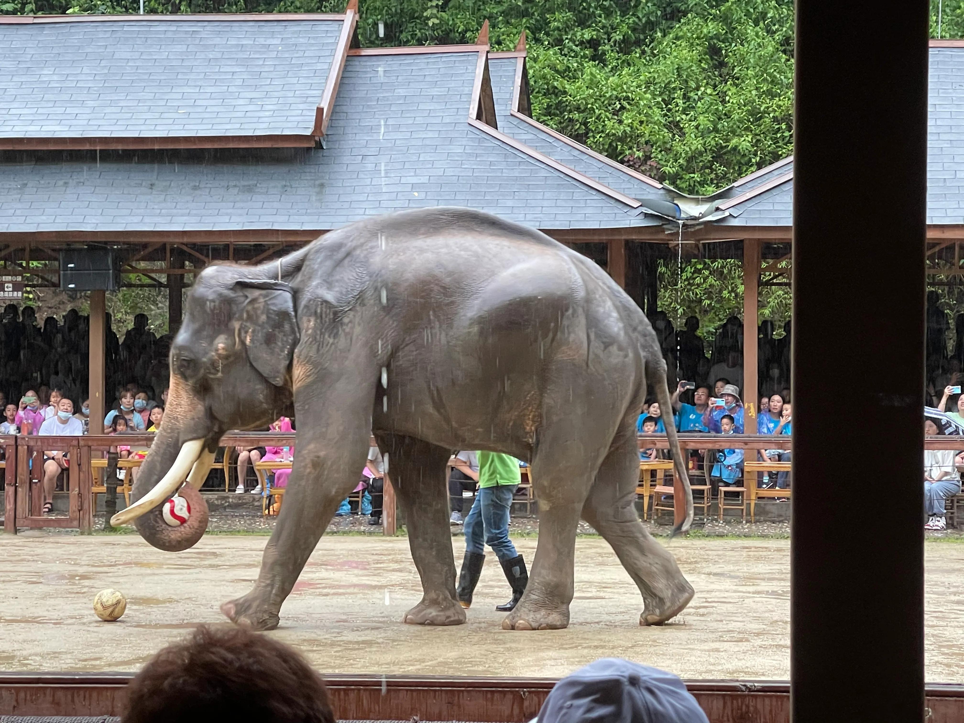 大象吃什么东西啊,大象吃冰激凌吃着吃着就吐了