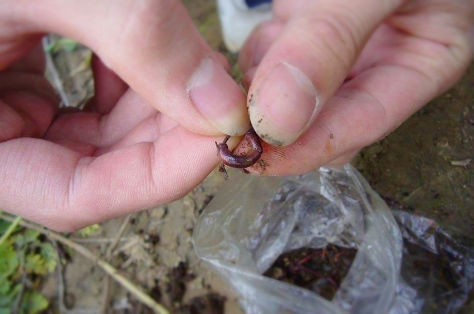 蚯蚓钓鱼需要把蚯蚓截断么,蚯蚓钓鱼要露钩尖吗