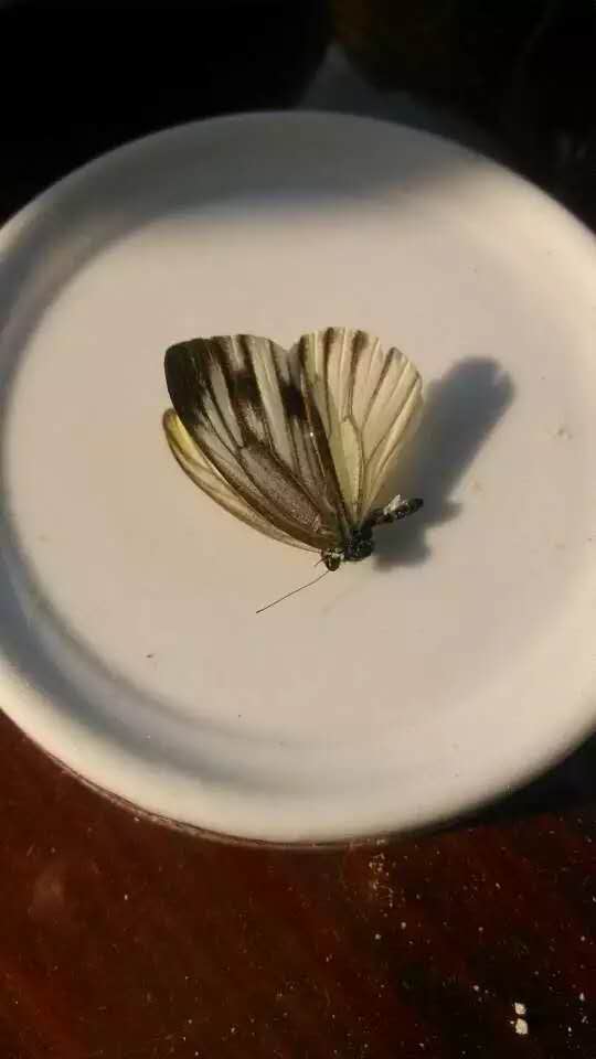 鐖北铏庣殑澹佽檸,鐖北铏庣殑鍙舵焺