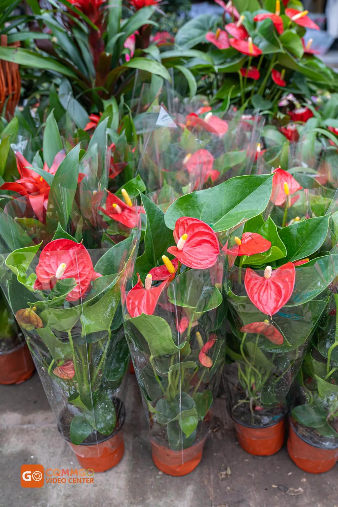 重庆最大的花市在哪里,重庆花市排名前十名