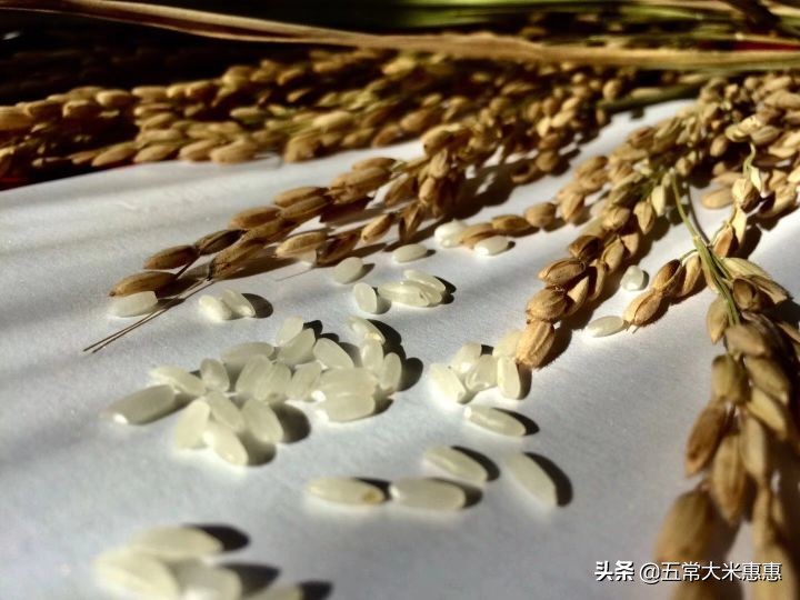 东北大米最好吃排名第几名,五常大米和东北大米