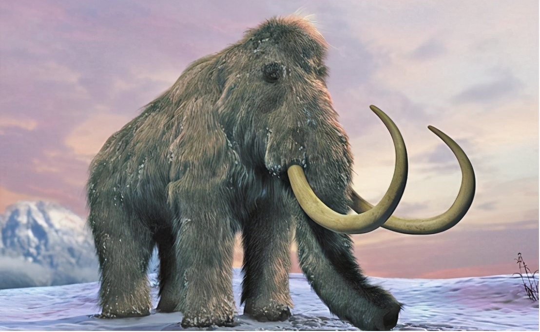 史前猛犸象有望复活,公元前2000年灭绝的猛犸象