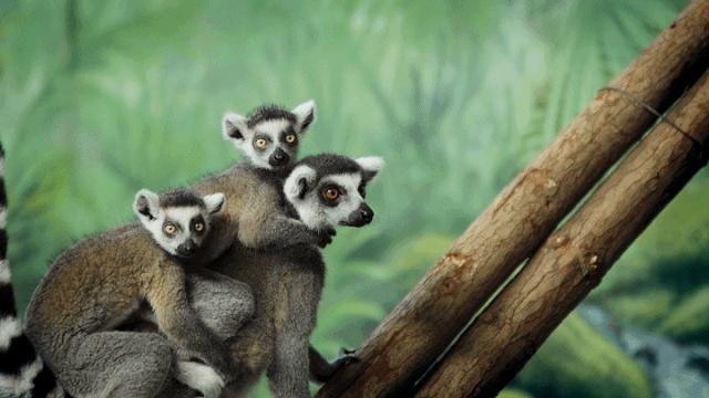 泉城欧乐堡动物王国二日游,十一假期泉城欧乐堡动物王国