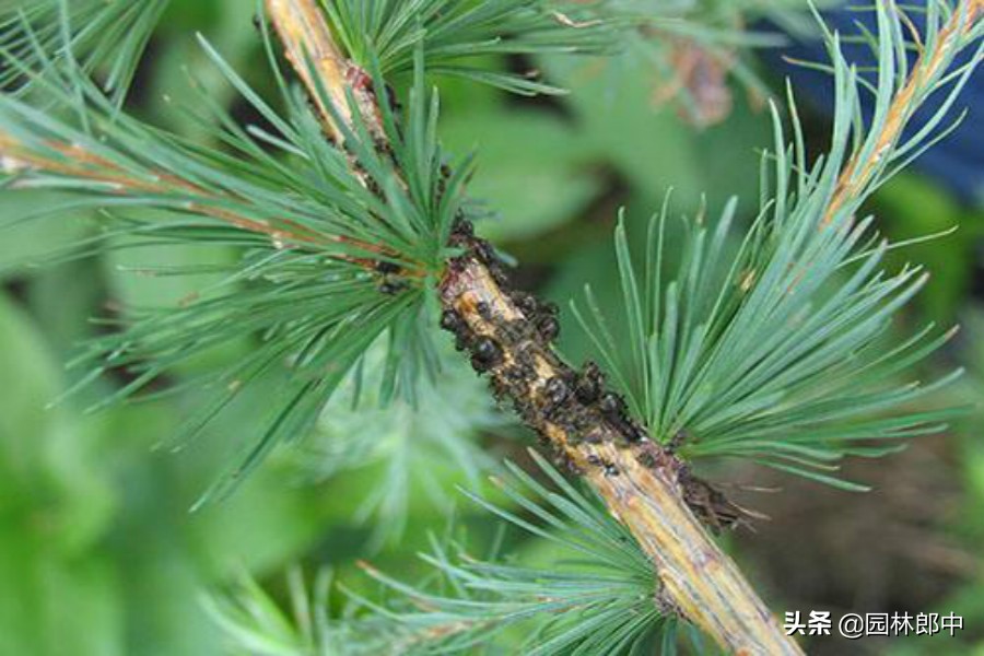 东北松梢螟及防治方法,松梢螟大树需要防治吗