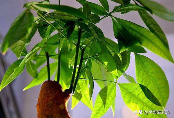 绿萝发财树怎么养才不烂根,吊兰绿萝浇水的正确方法