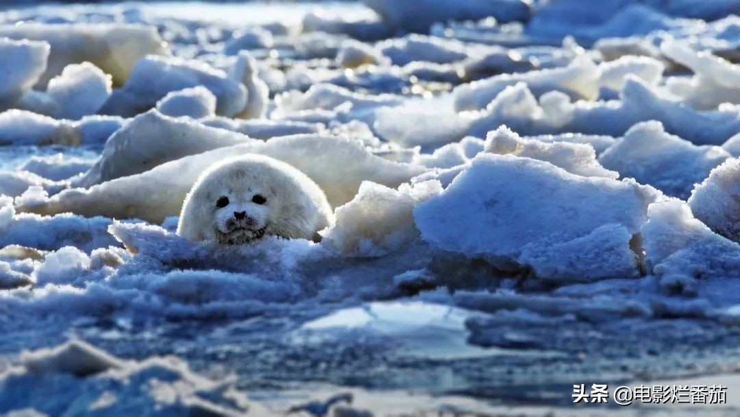这几部值得珍藏的电视剧,十大必看的国产纪录片