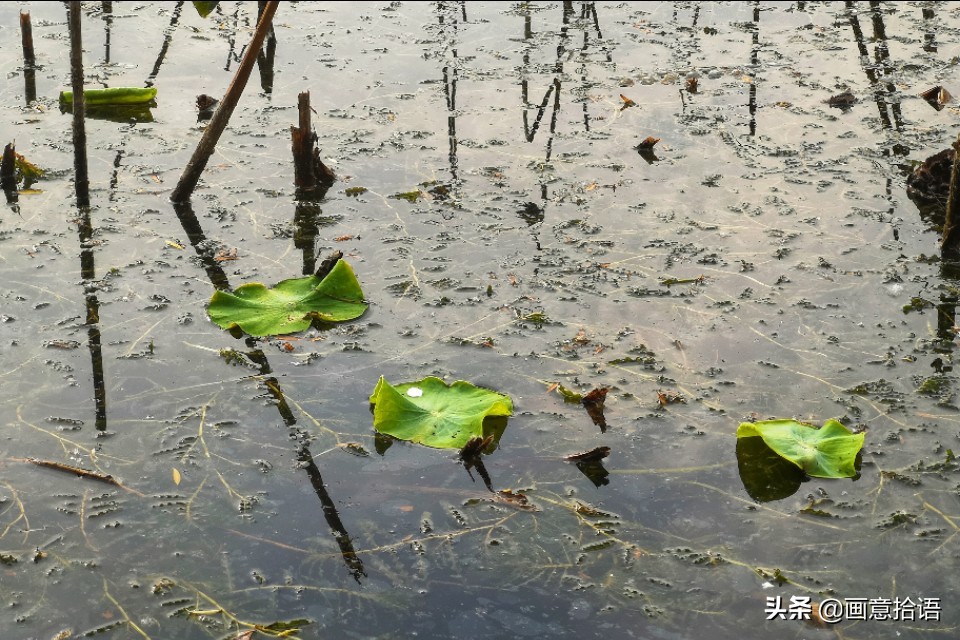 诗词鉴赏｜亭廊秀色觅荷香，月夜苍穹映碧光