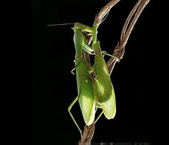 雌螳螂吃雄螳螂雄螳螂为什么不跑,黑寡妇螳螂吃螳螂