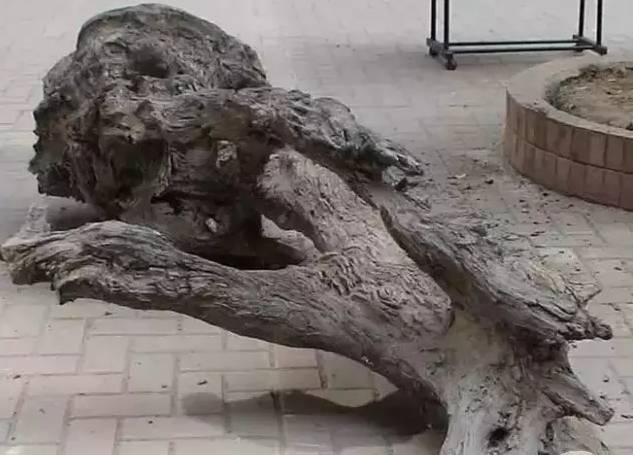 四川出土金丝楠阴沉木,金丝楠阴沉木出土现场