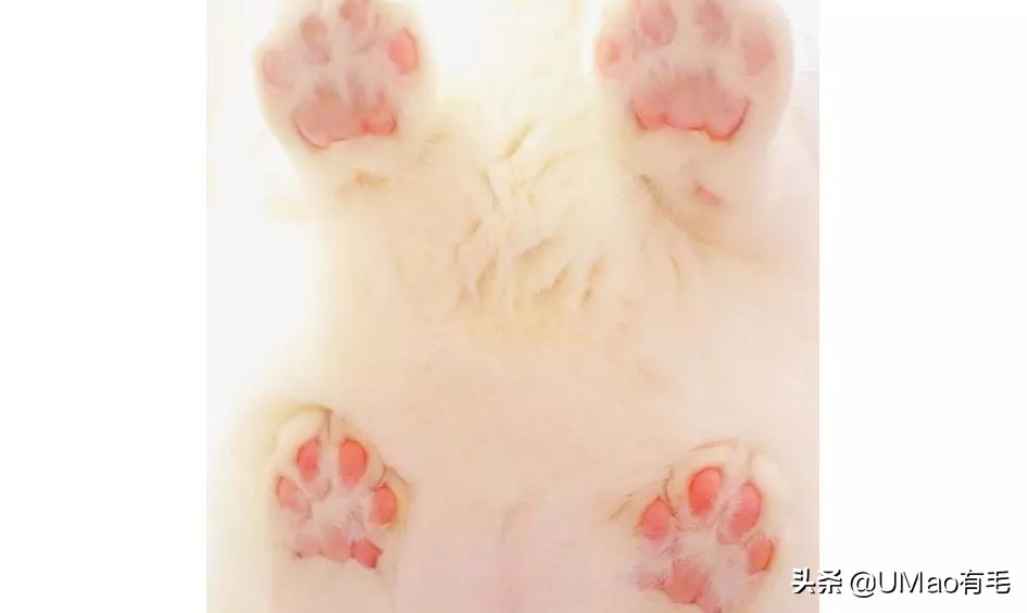 这套喵肉球vs口红色号匹配大全送你了！拿走不谢！