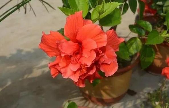 如何防止水培植物烂根的方法,盆栽积水补救方法