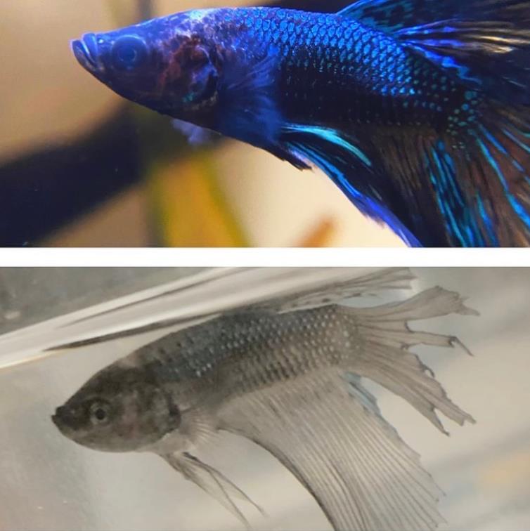 外国女子救下崩溃男子,外国女生救斗鱼