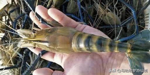 继小龙虾后,又一个“淡水虾王”溜进中国,小龙虾总算有接班人了