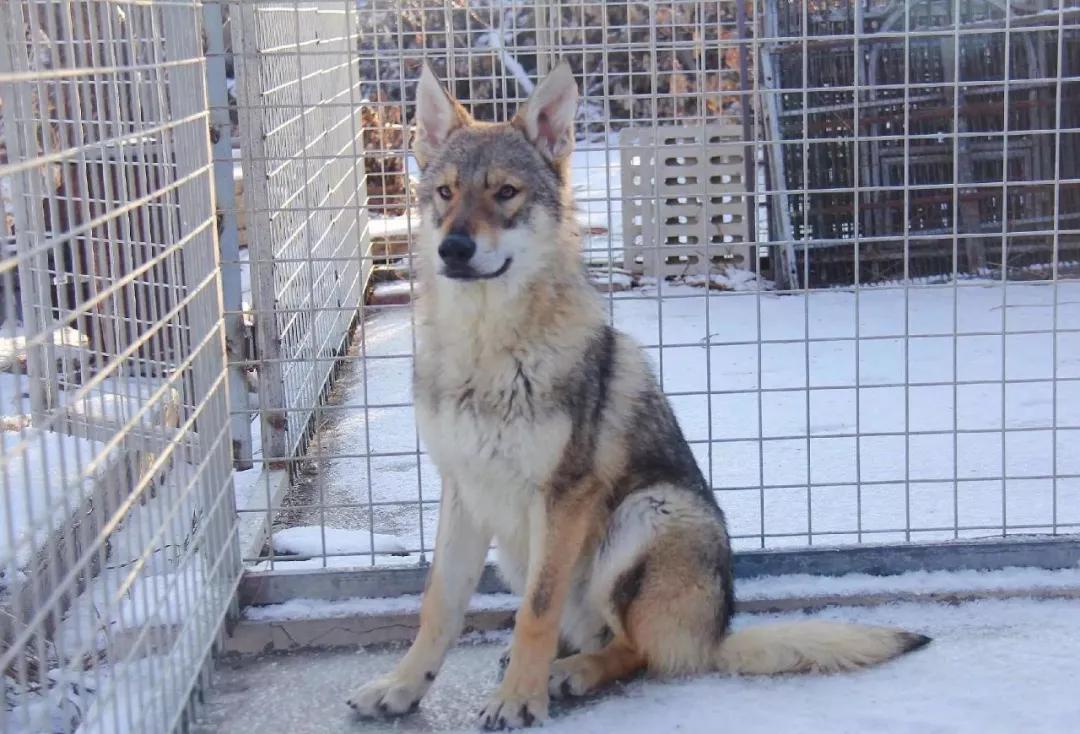 令人惊叹的狗狗品种你一定要了解,这些不常见的狗狗品种你认识几个