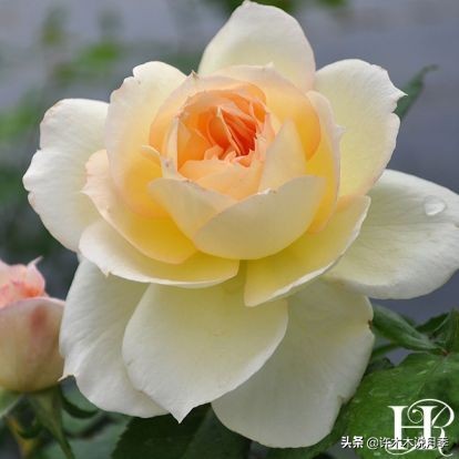 月季叶子枯萎怎么修剪,月季灰霉