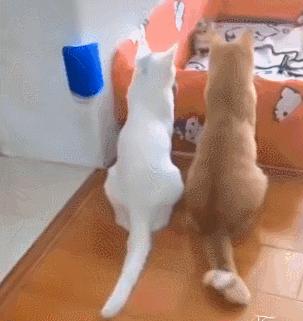 好不容易养大的猫被猪拱了,猫为什么喜欢被猪拱