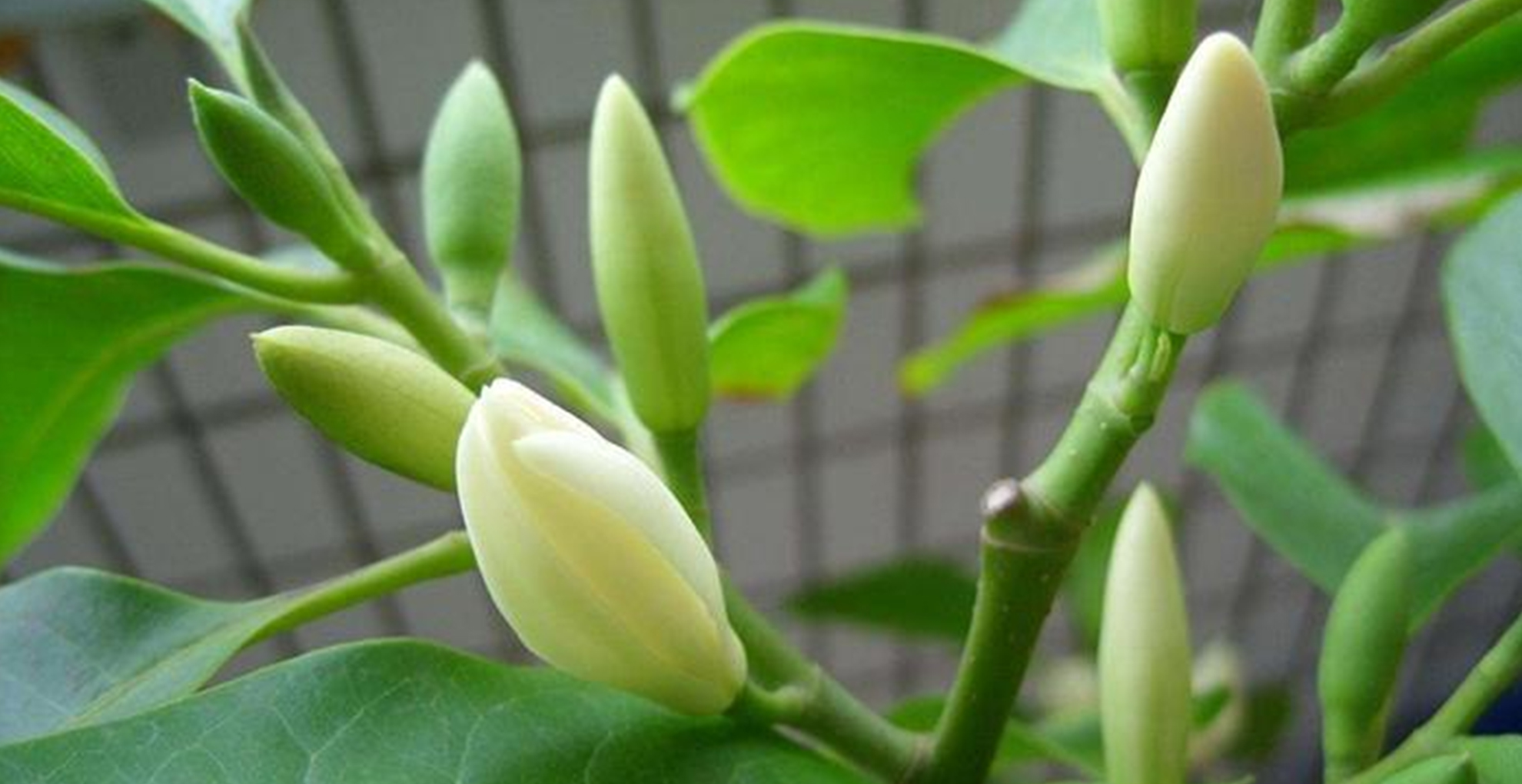 白兰花开花不香是什么原因,白兰花开得不香怎么回事