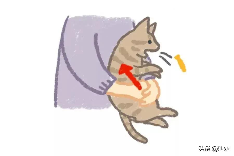 狗狗经常要吃异物达到呕吐怎么办,狗狗误吞异物怎么催吐