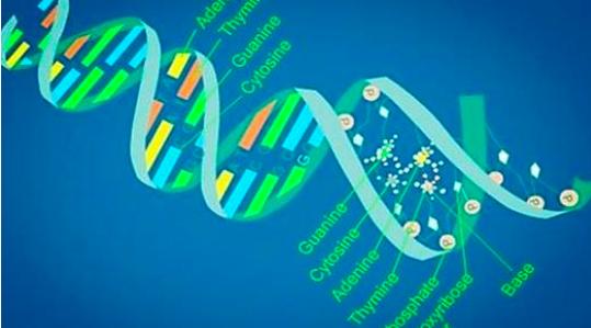 动物是怎样无性生殖的,动物无性生殖的几种方式