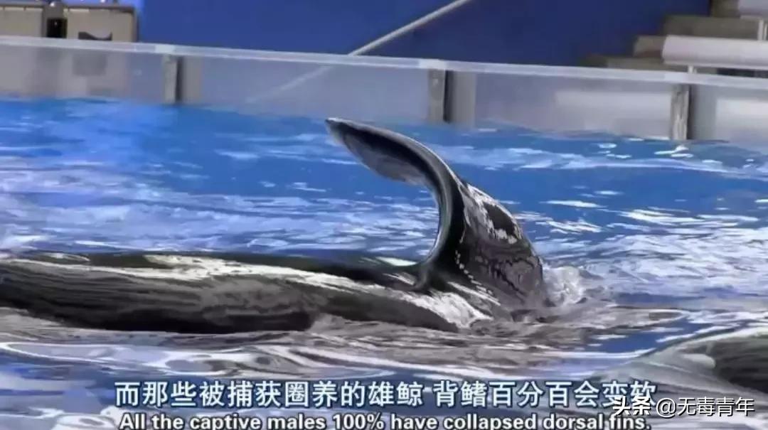 被囚34年取精，被迫亲手杀死爱子，最后只能挣扎着死去…