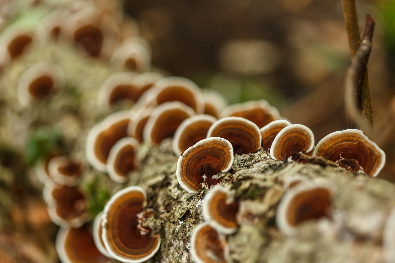 木耳会有病害吗,木耳种植病害