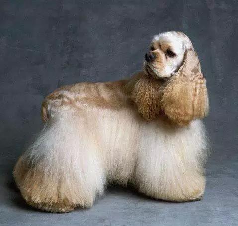 推荐各种狗狗的类型,10种有型罕见的狗狗