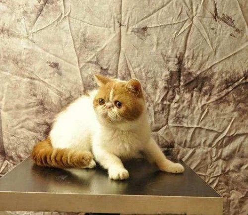 猫崽软便带血怎么办,成年猫咪便便有血什么原因