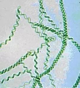 水产养殖业藻类的生命周期,水产养殖常见藻类植物