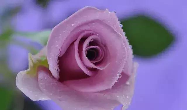 4000种不一样的玫瑰品种大全,100种玫瑰品种图鉴大全