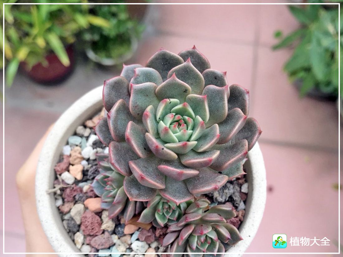 艾格尼亚多肉植物,多肉植物奥利维亚