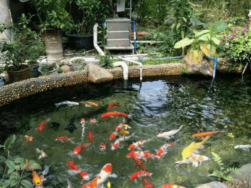 锦鲤鱼池传统过滤和智能过滤结合,锦鲤鱼池冬天到了要不要关过滤