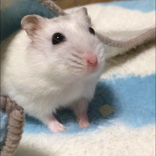 仓鼠吃饭都不忘减肥,为重获主人宠爱,鼠鼠心里苦但不说