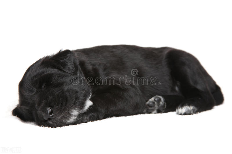 路上撞到猫狗怎么处理,开车撞到猫狗要不要报警