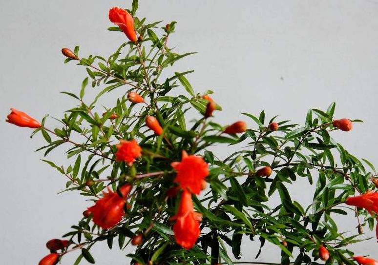 吃完的水果籽不要扔，自己栽种不到1年红花开满枝，2年结果就能吃