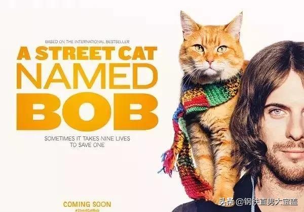 铲屎官的收藏,铲屎官不容错过的宠物清单