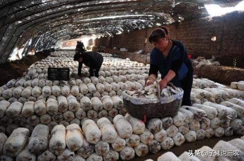 平菇怎样种植才能高产出,农民致富绝招蔬菜