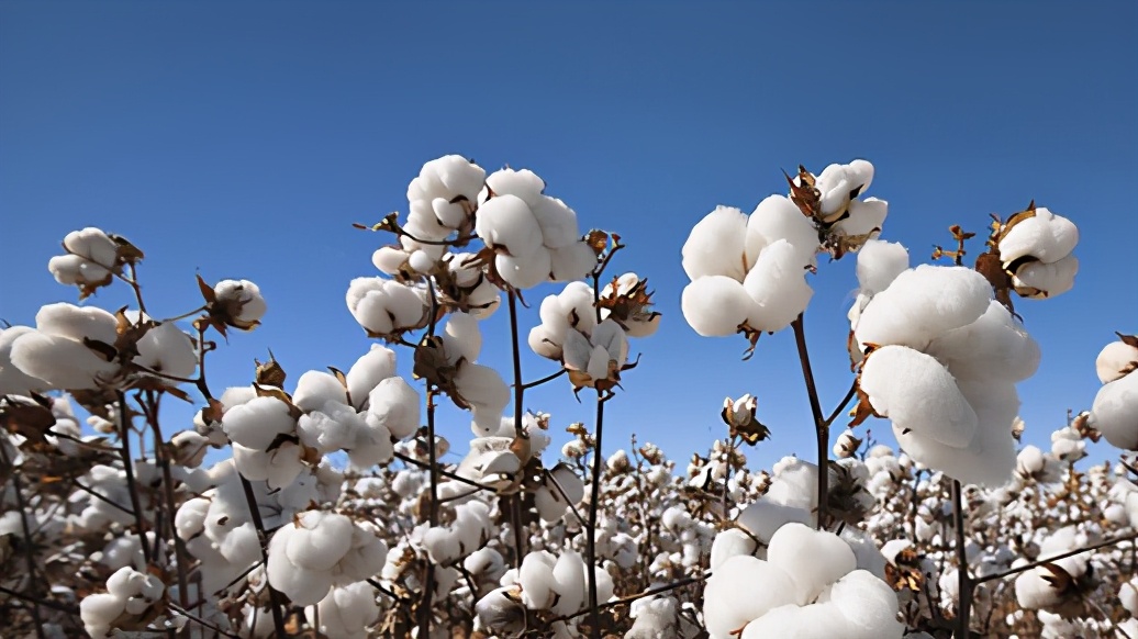 搁浅的货轮、HM的衣服、SWIFT支付体系,蝴蝶效应飞到哪了