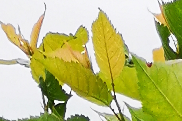 樱桃树缺铁怎么补救最好,樱桃树缺磷有什么症状