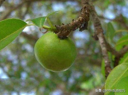 实用野外植物手册推荐,野外有毒植物盘点