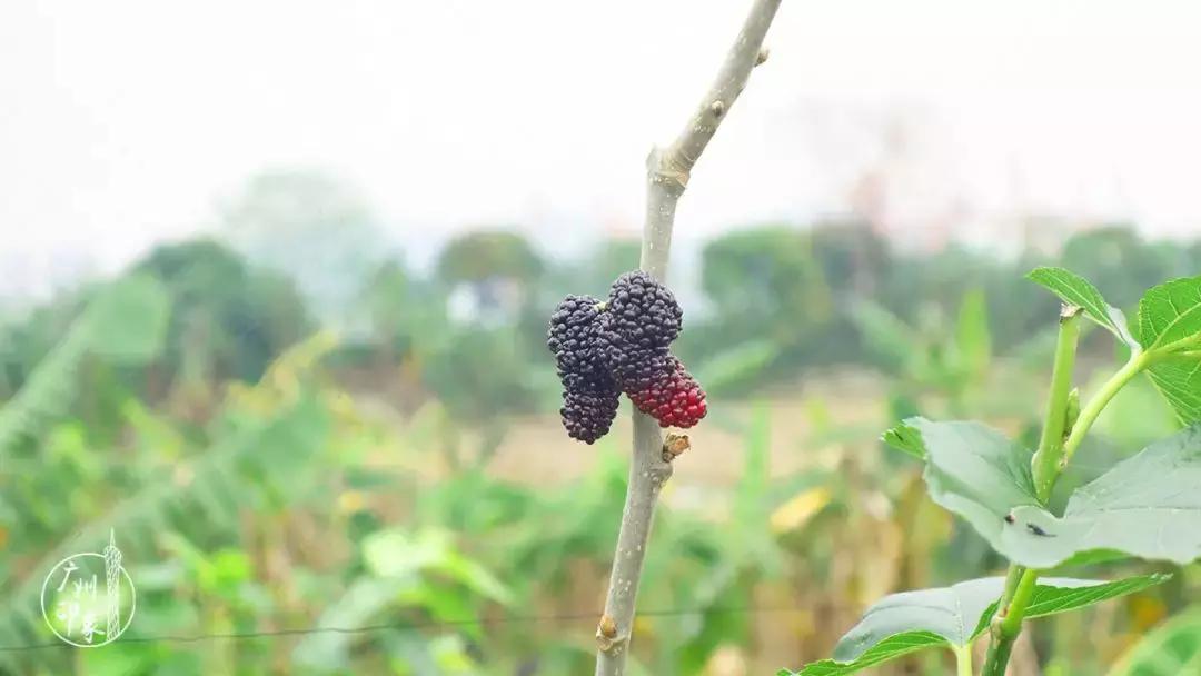 广州隐世峡谷游玩攻略,广州要坐船才能登的小岛