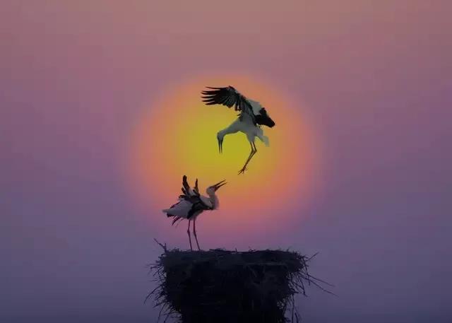 回顾东方白鹳迁徙路上的生存困境,东方白鹳在哪里栖息