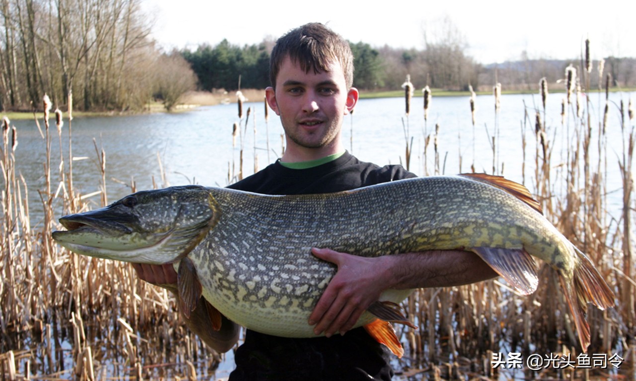 狗鱼的寿命,狗鱼寿命一般多少年