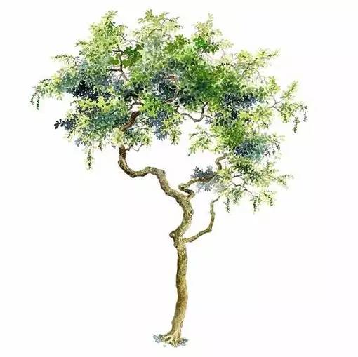 十种不同树叶的画法,五种不同树木的画法简单的