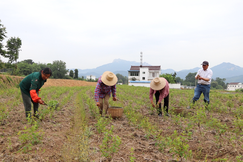潜山市痘姆乡:金银花变身致富花